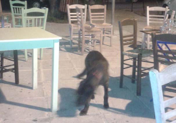 PefkiSkylos (2)